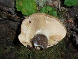 Tapinella atrotomentosa image