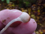 Lepiota cristata image