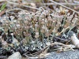 Cladonia verticillata image