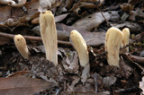 Clavariadelphus occidentalis image