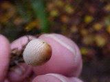 Lepiota cristata image