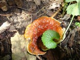 Ganoderma sessile image