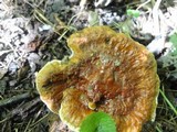 Ganoderma sessile image
