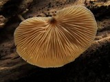 Crepidotus crocophyllus image