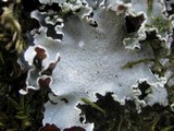 Parmotrema reticulatum image
