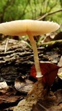 Leucoagaricus rubrotinctus image