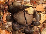 Scleroderma polyrhizum image