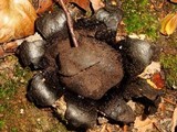 Scleroderma polyrhizum image