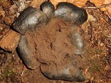 Scleroderma polyrhizum image