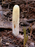 Clavariadelphus occidentalis image