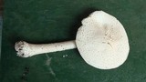 Amanita thiersii image