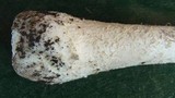 Amanita thiersii image