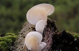 Pleurocybella porrigens image