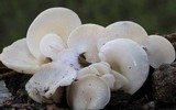 Pleurocybella porrigens image