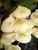 Tricholomopsis aurea image