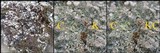 Cladonia pyxidata image