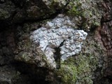 Lecanora albella image