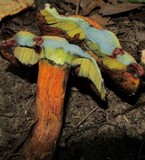 Boletus subluridellus image