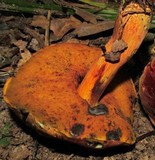 Boletus subluridellus image