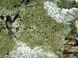 Anaptychia palmulata image