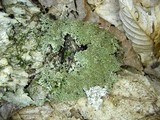 Anaptychia palmulata image