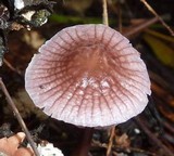 Mycena holoporphyra image