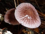 Mycena holoporphyra image