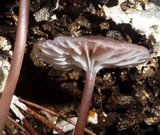 Mycena holoporphyra image