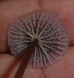 Mycena holoporphyra image