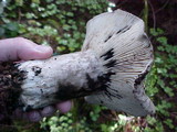 Russula albonigra image