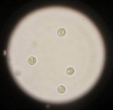 Lyophyllum decastes image