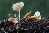 Collybia tuberosa image