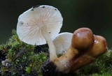 Collybia tuberosa image