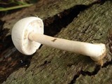 Agaricus silvicola image