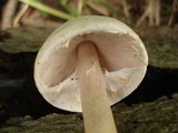 Agaricus silvicola image