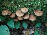 Agrocybe firma image