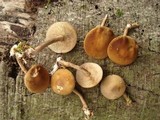 Agrocybe firma image