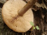 Agrocybe firma image