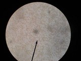 Agrocybe firma image