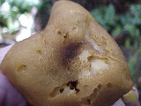 Tricholomopsis decora image
