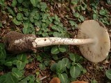 Amanita volvata image