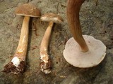 Austroboletus gracilis image