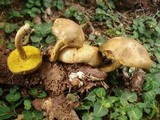 Pseudoboletus parasiticus image