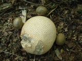 Pseudoboletus parasiticus image