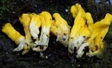 Neolecta irregularis image