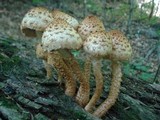 Pholiota squarrosoides image
