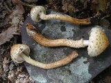 Pholiota squarrosoides image