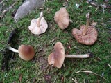 Pluteus granularis image