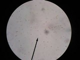Pluteus granularis image