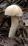 Hygrocybe pratensis var. pallida image